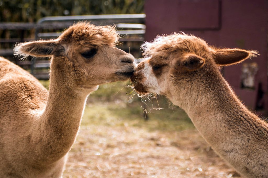 Image of alpaca, used for describing advantages and disadvantages of alpaca wool