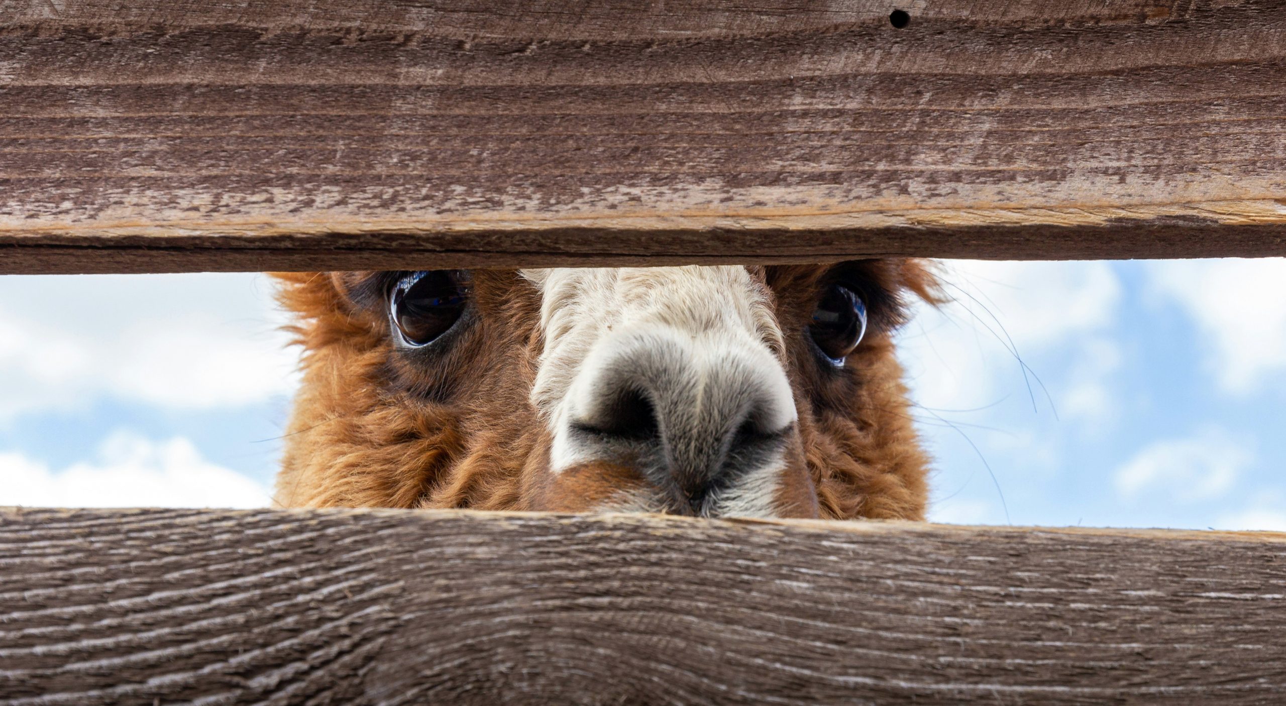 Peeking alpaca, introducing advantages and disadvantages of different yarns