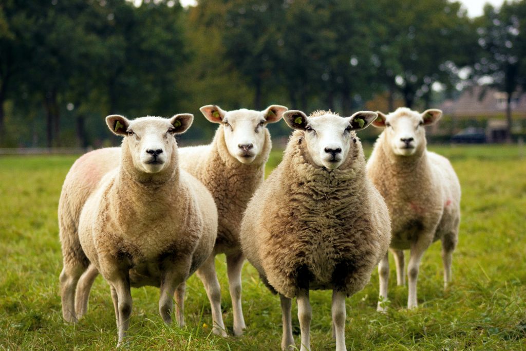 Sheep in a field, showing sheep wool